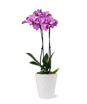 США. растение №240 Орхидея, розовая