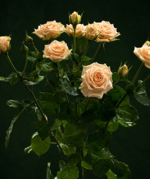 Փնջային վարդ «Harmony Flowers» կրեմագույն, 90 սմ, 1 ճյուղ