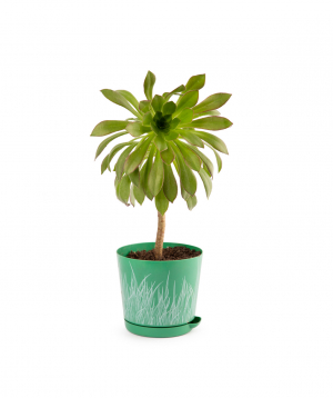 Plant `Eco Garden` Succulent №11