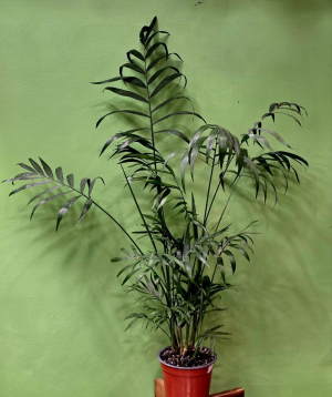 Բույս «Greenarium» Խամեդորիա №31