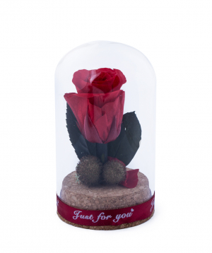 Rose `EM Flowers`mini eternal red 10 cm
