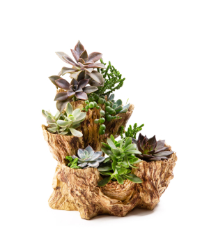 Растение «Eco Garden» Сукулент №51