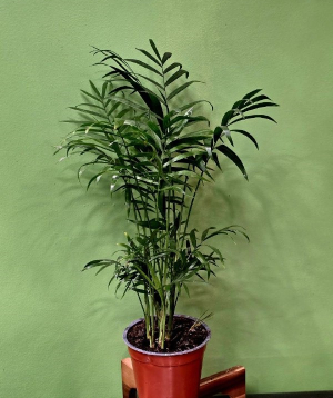 Բույս «Greenarium» Խամեդորիա №34