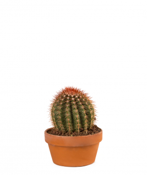 Plant `Orchid Gallery` Cactus, with a clay vase №16