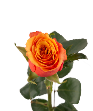 Роза «Espana» 1 шт, 80 см