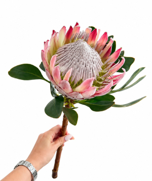 Protea «Harmony Flowers» pink, big, 1 pc
