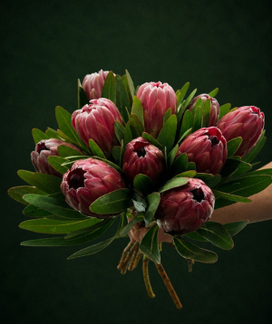 Протея «Harmony Flowers» мини, 1 шт