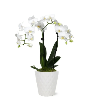 USA. plant №237 Orchid, white