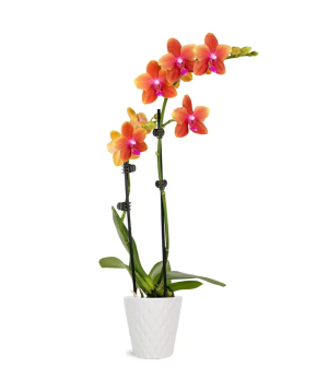 США. растение №247 Орхидея, оранжевая