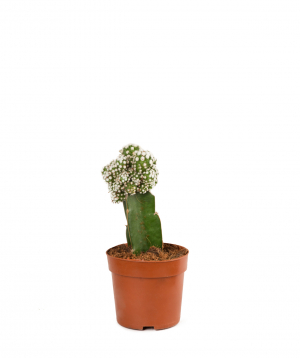 Plant `Orchid Gallery` Cactus, vaccinated №23