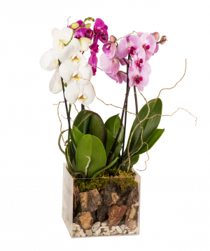 Растение `Orchid Gallery` с орхидеями №1