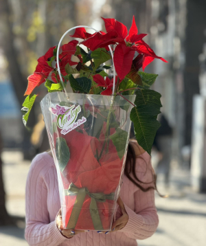 Растение «Cataleya» пуансеттия №99