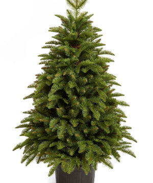 Christmas tree NOBILES FIR IN POT PE, 80 cm , Ø 58cm CLX-JONOBDO-PE-80