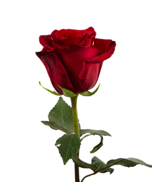 Эквадорская роза «Explorer» красная, 80 см