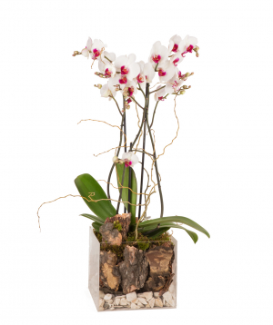 Plant `Orchid Gallery` Orchid, in a glass container №17