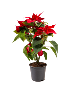 Poinsettia «Orchid Gallery» №3