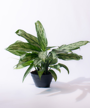 Բույս «O2 Gardens» Aglaonema Silver Queen