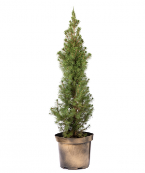Natural Christmas tree `EM Flowers` fir cone N4