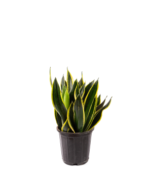 Plant «Orchid Gallery» Sansevieria №2