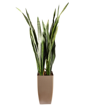 Plant «Orchid Gallery» Sansevieria №4