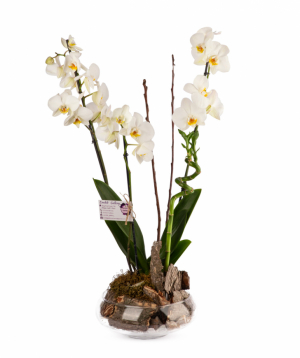 Plant `Orchid Gallery` Orchid №4