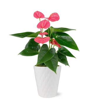 USA. plant №253 Anthurium, pink