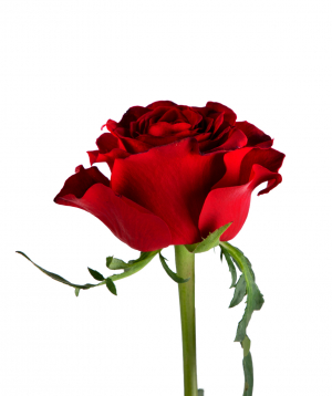Rose «Gladiator» red