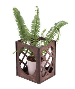 Plant «Eco Garden» Fern №2