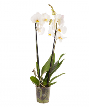 Растение `Orchid Gallery` Орхидея №19