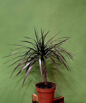 Բույս «Greenarium» Dracena №35