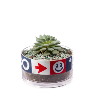 Plant «THE BOX» Succulent №2