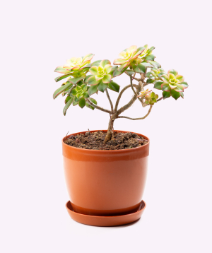Растение «Eco Garden» Эониум №1