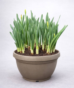 Растение «O2 Gardens» Tulipa, Narcissus, LIPARI0030-100 / LIPARI 30 CM 8,5 LT