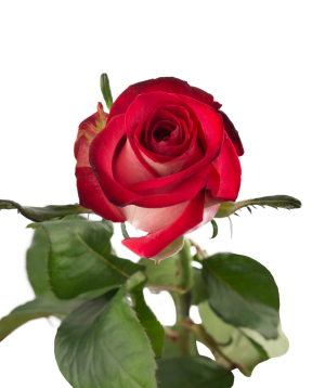 Роза «B-Tween» 1 шт, 80 см