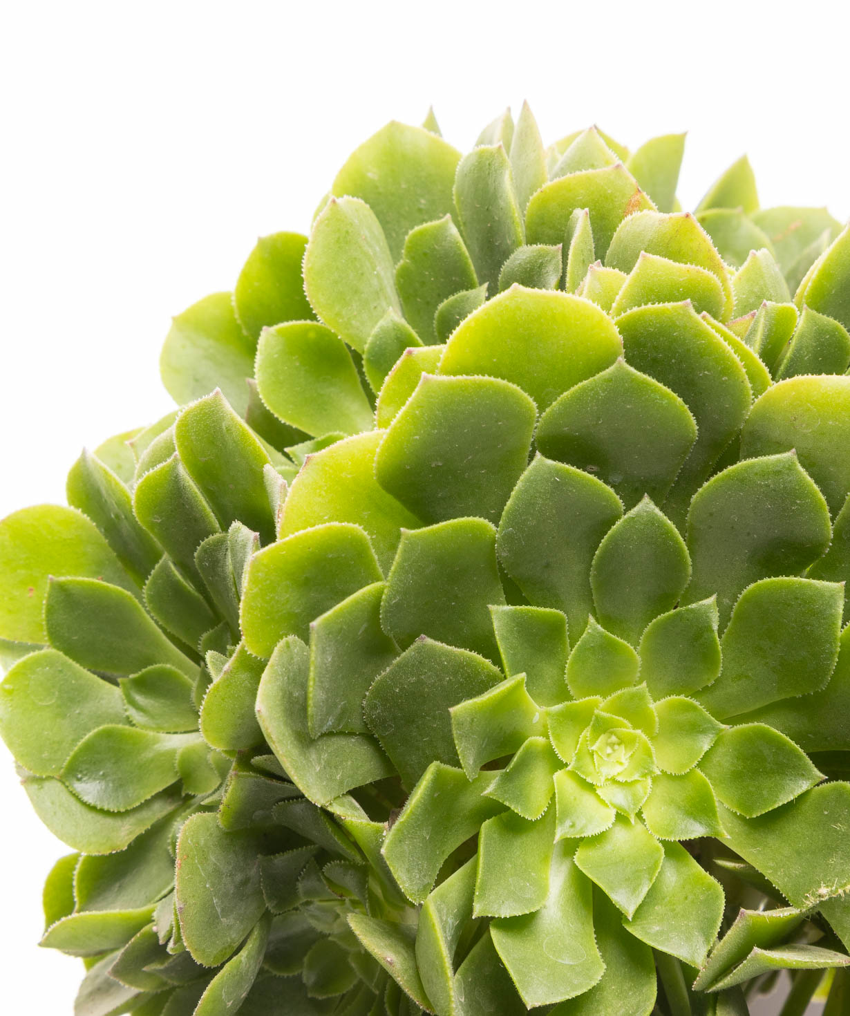 Բույս «Eco Garden» Գնդաձև էոնիում №64