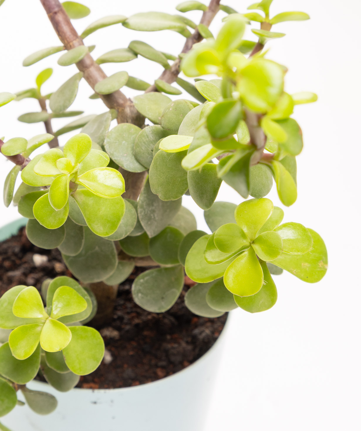 Растение «Eco Garden» Портулакария №63