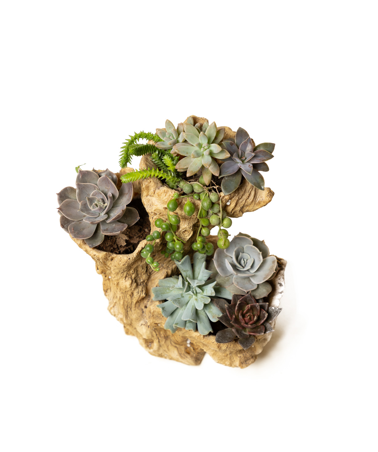 Plant «Eco Garden» Succulent №80