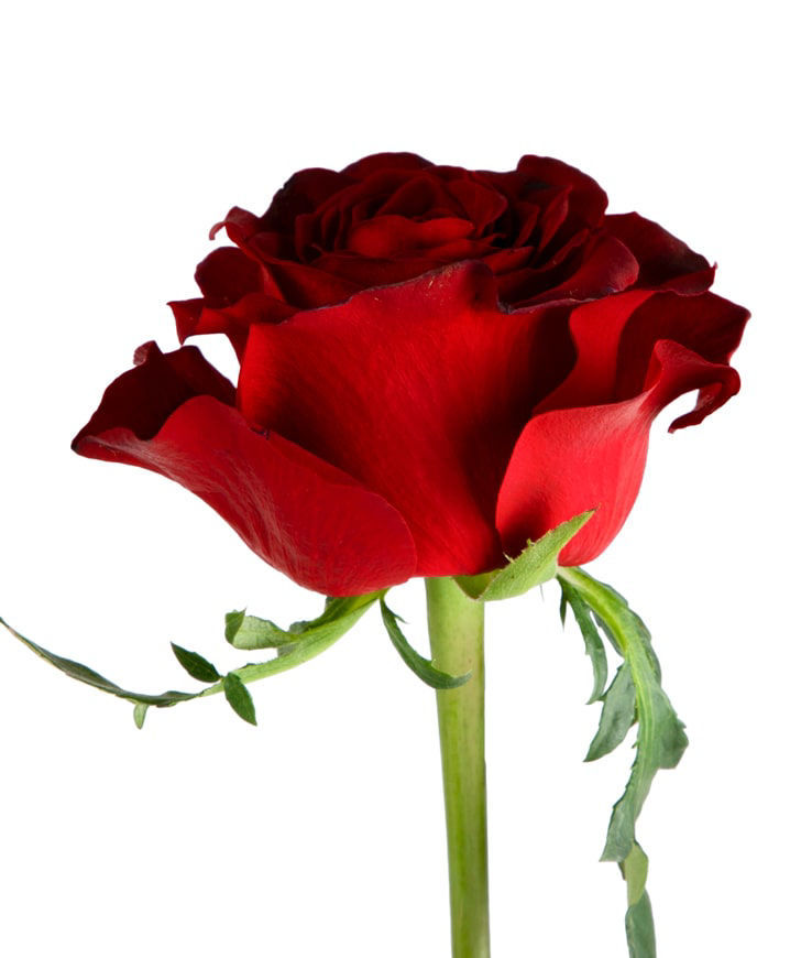 Роза «Gladiator» красная