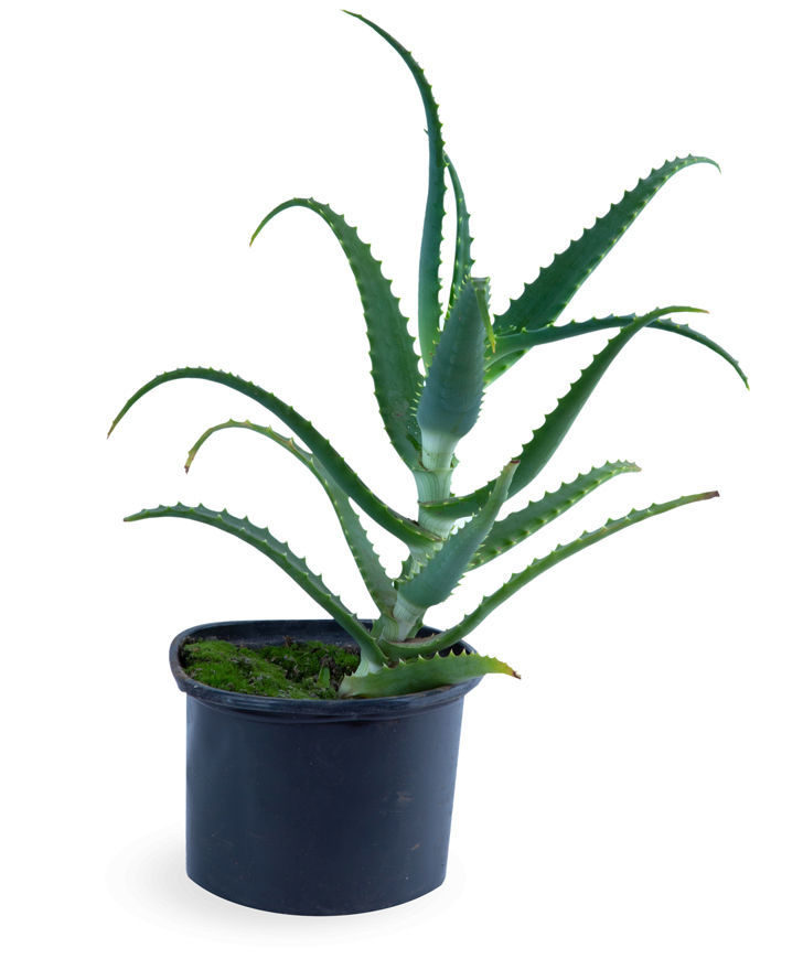 Plant `Orchid Gallery` Aloe №1
