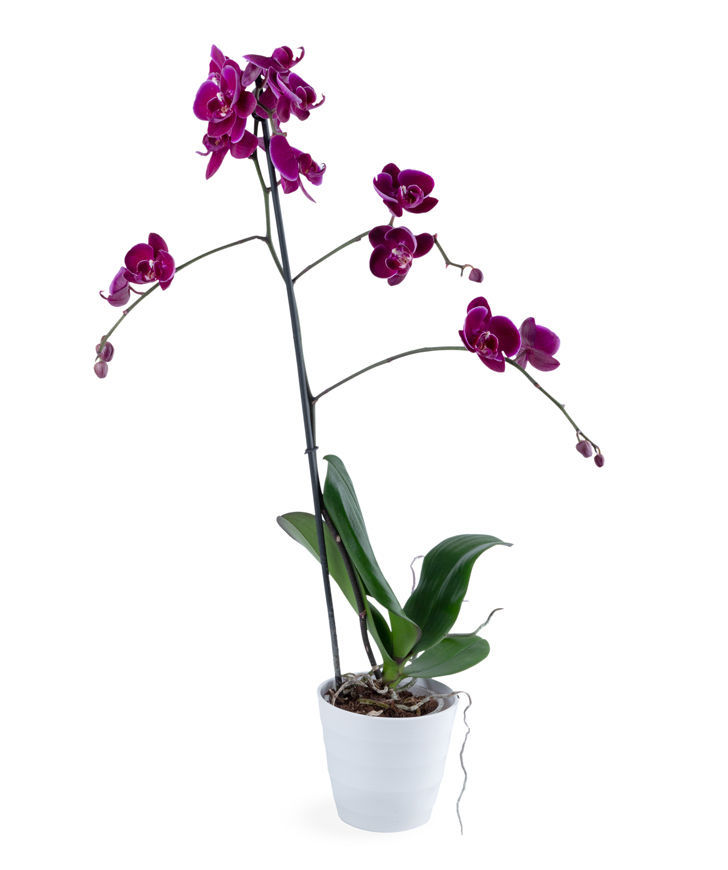 Растение `Orchid Gallery` Орхидея №2