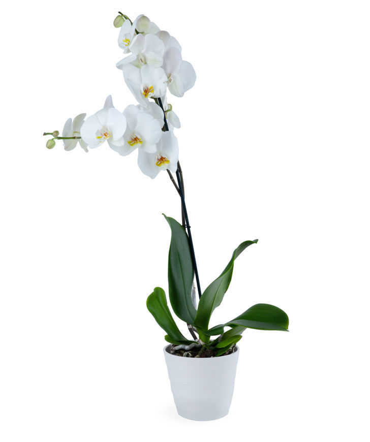 Plant `Orchid Gallery` Orchid (Phalaenopsis)