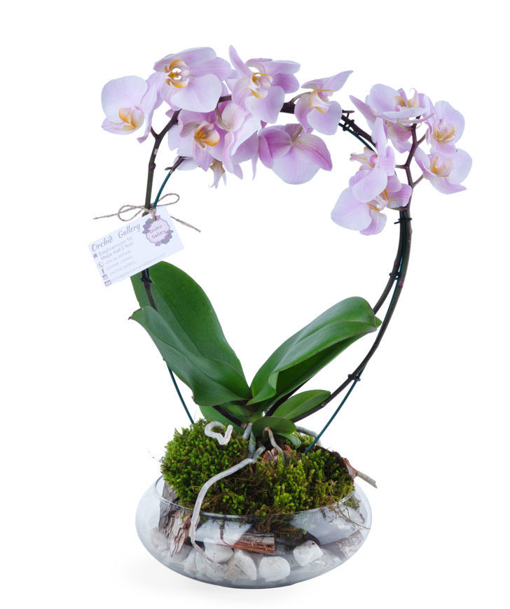 Composition `Orchid Gallery` with orchids №1