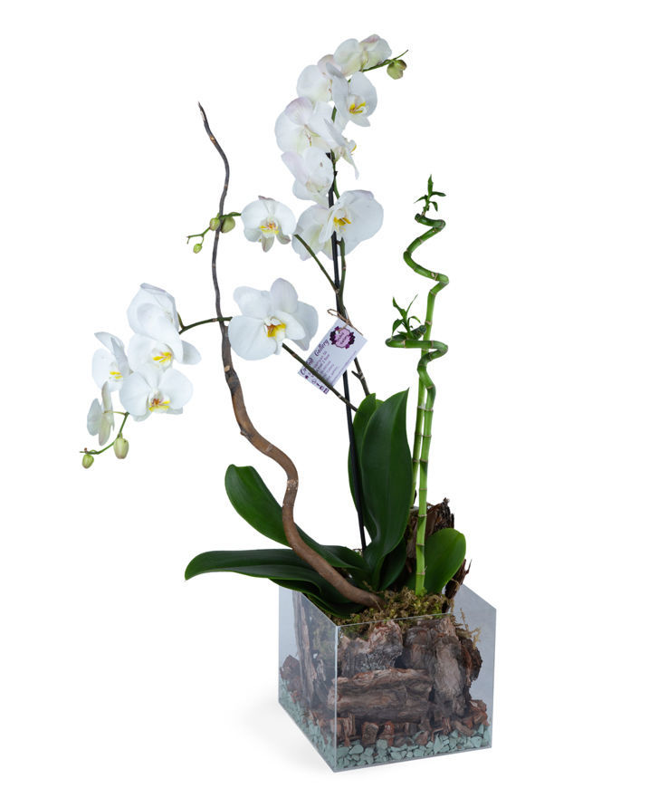 Композиция `Orchid Gallery` с орхидеями и бамбука счастья