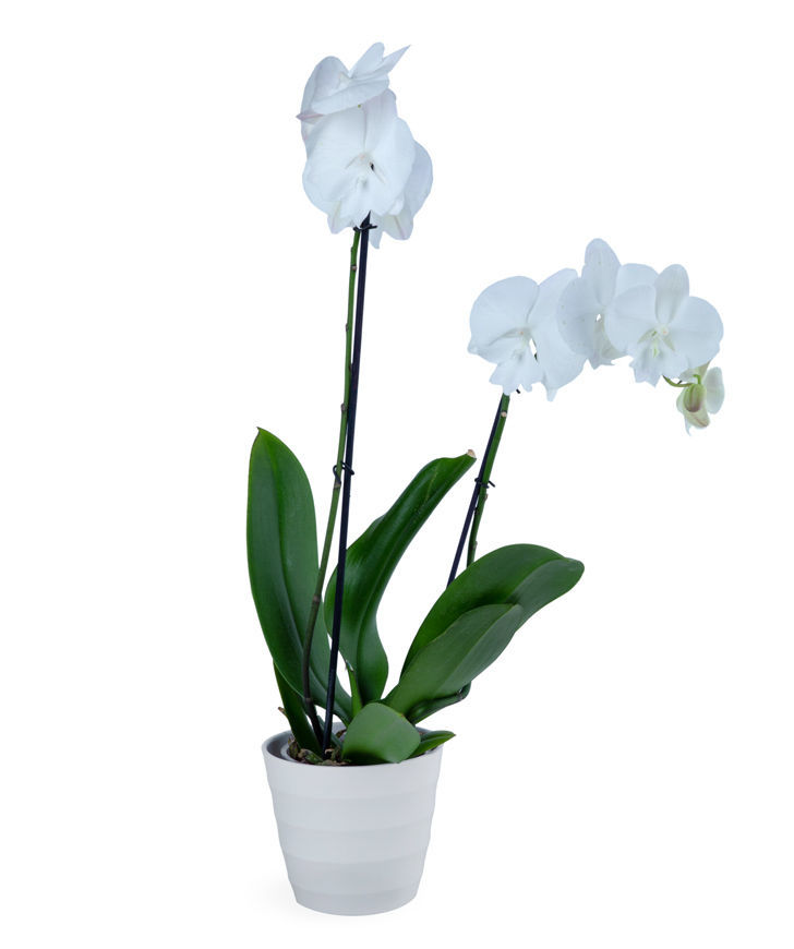 Растение `Orchid Gallery` Орхидея №18