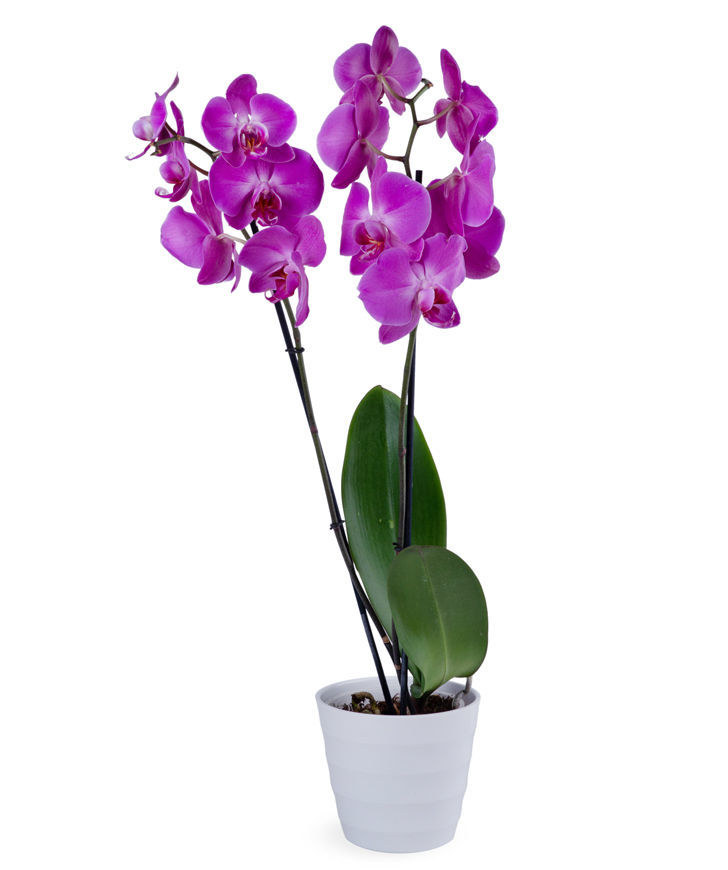 Растение `Orchid Gallery` Орхидея №16
