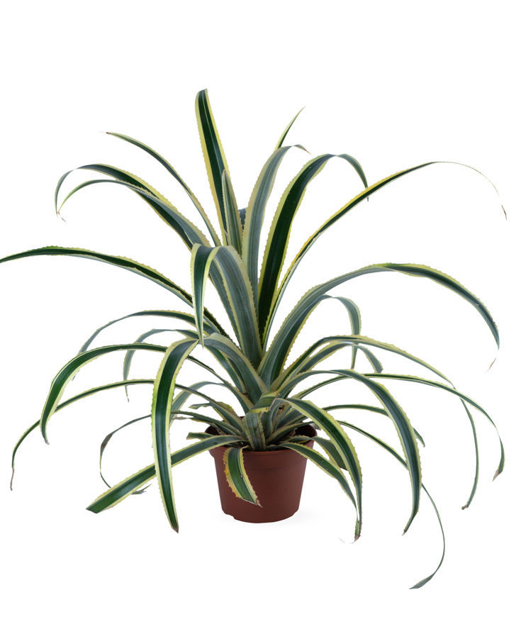 Plant `Orchid Gallery` Ananas variegatus №1