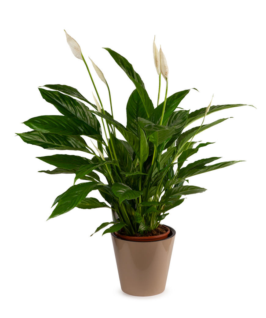 Спатифиллум или женское счастье