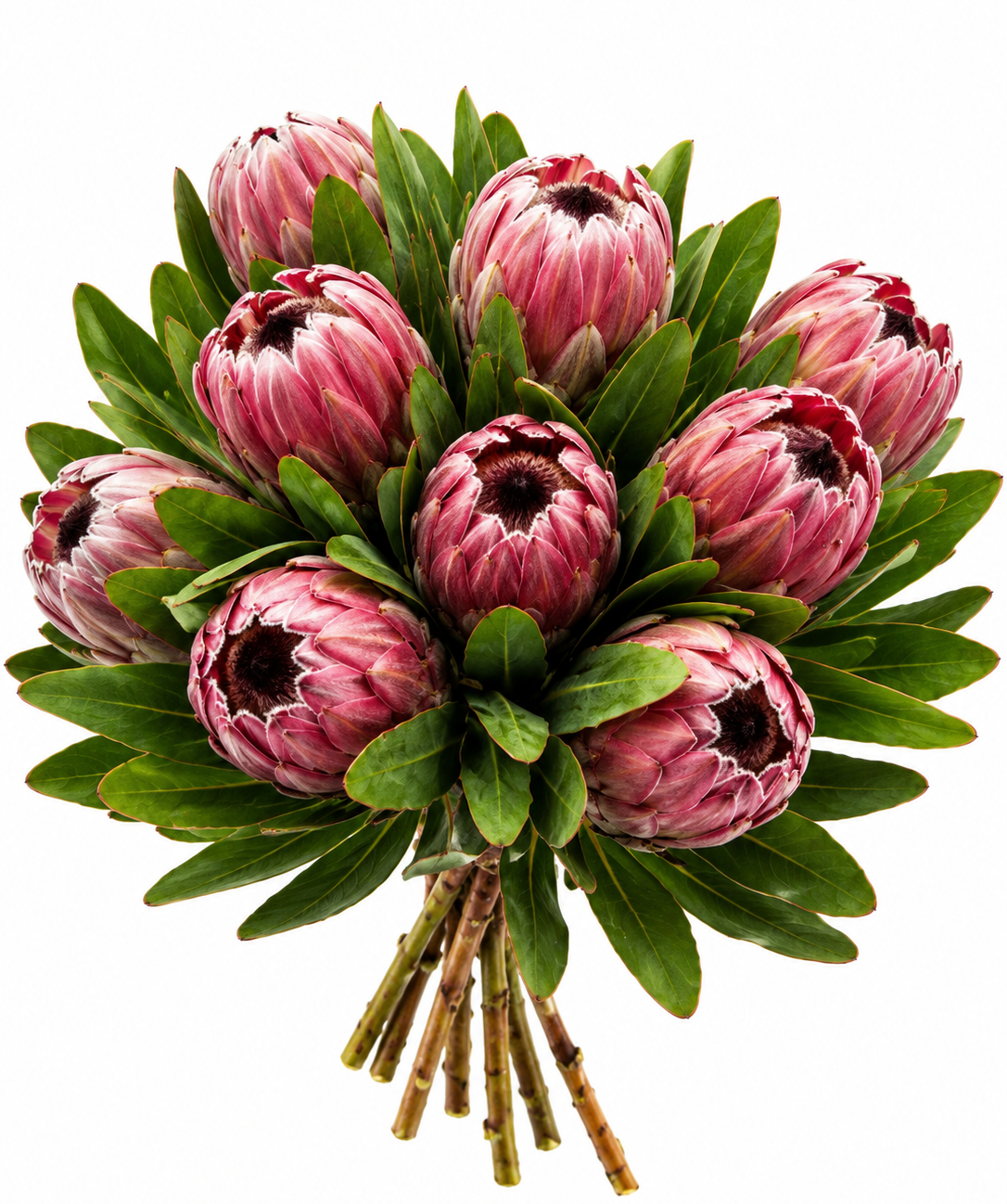 Պրոտեա «Harmony Flowers» մինի, 1 հատ