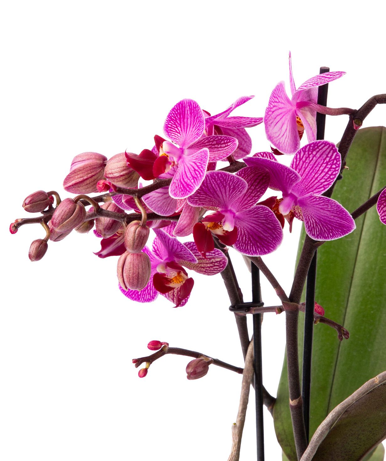 Plant «Orchid Gallery» Orchid №30