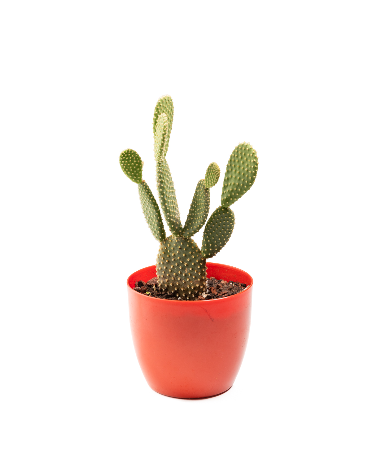 Plant «Eco Garden» Prickly pear №62